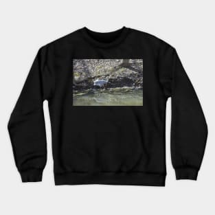 Sandhill Crane Crewneck Sweatshirt